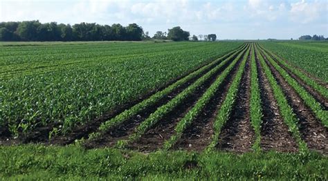 Strip Cropping: Combatting Soil Erosion for Sustainable .